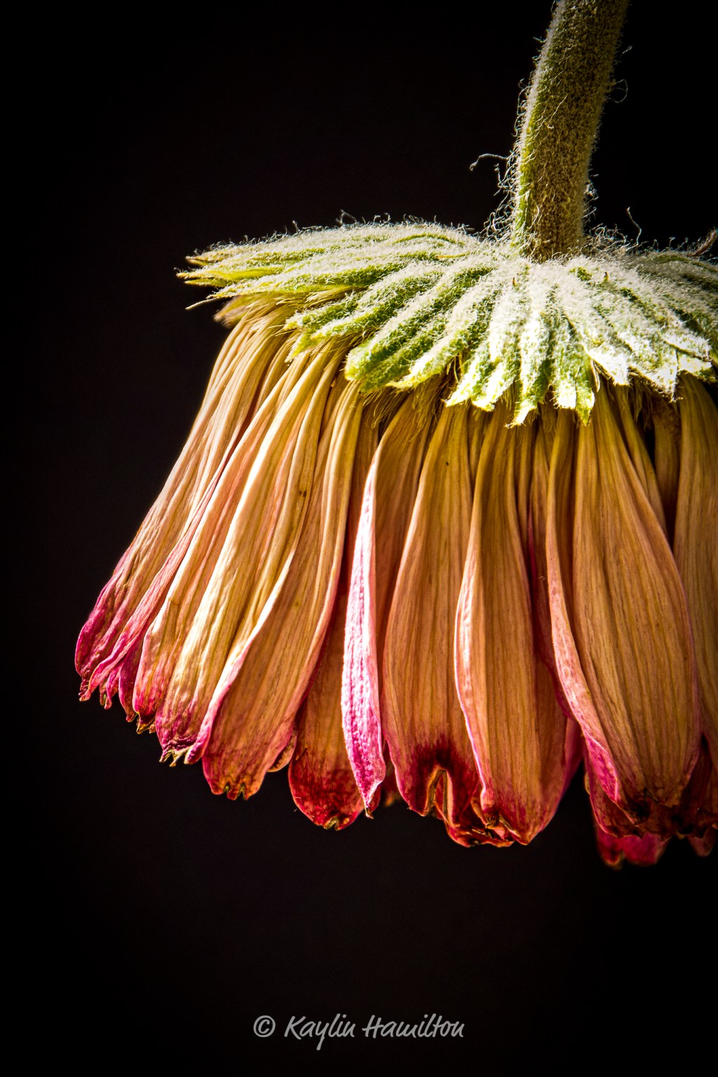 #2 Senescence