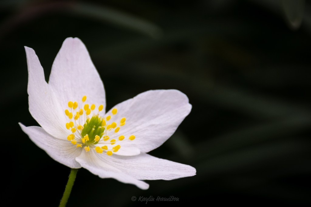 #19 Anemone