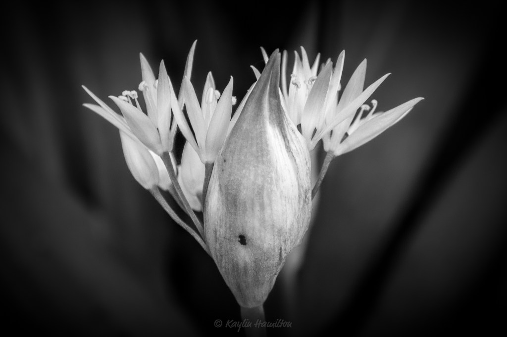 #18 Bloom