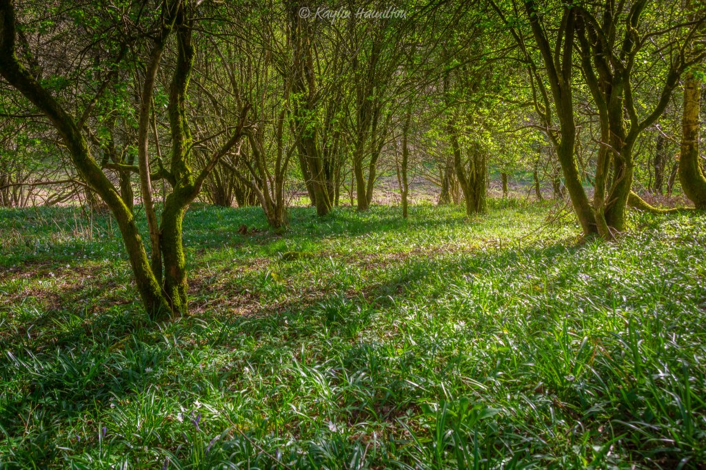 #23 Woodland
