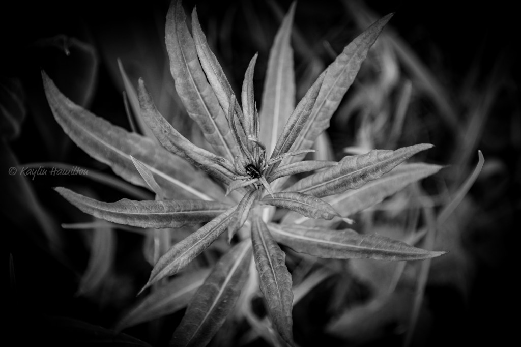 #27 Mystery Plant