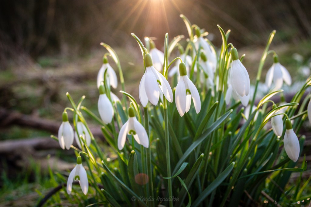 #12 Snowdrop