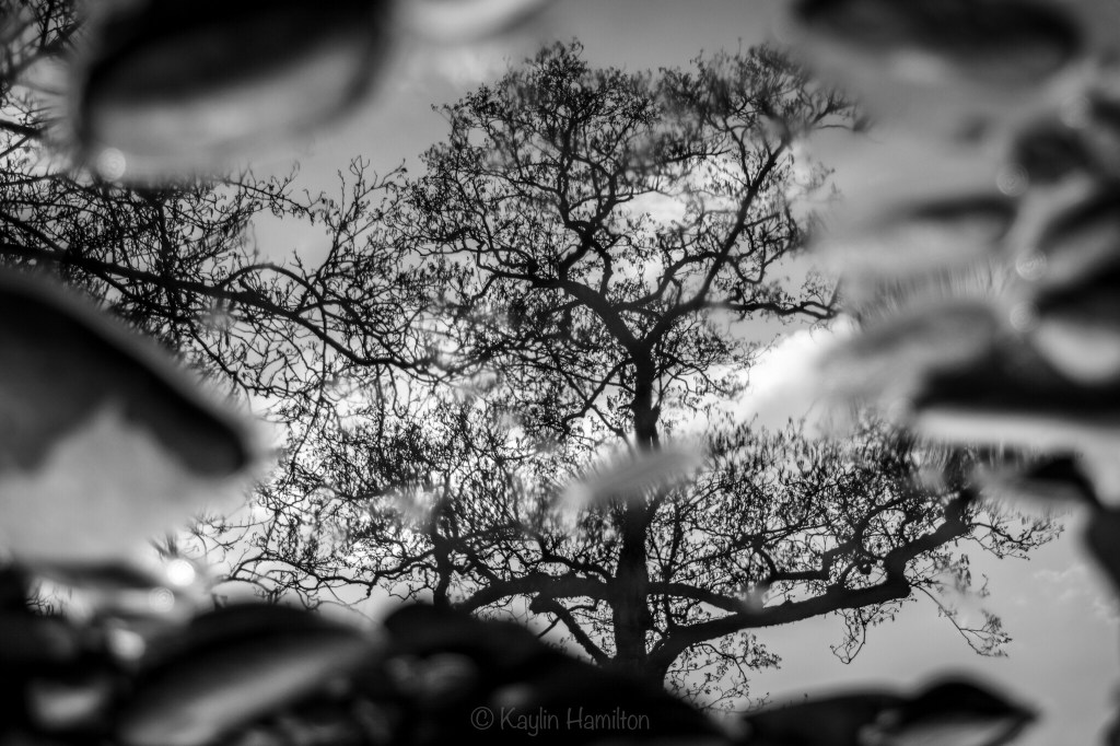 #7 Mirrored