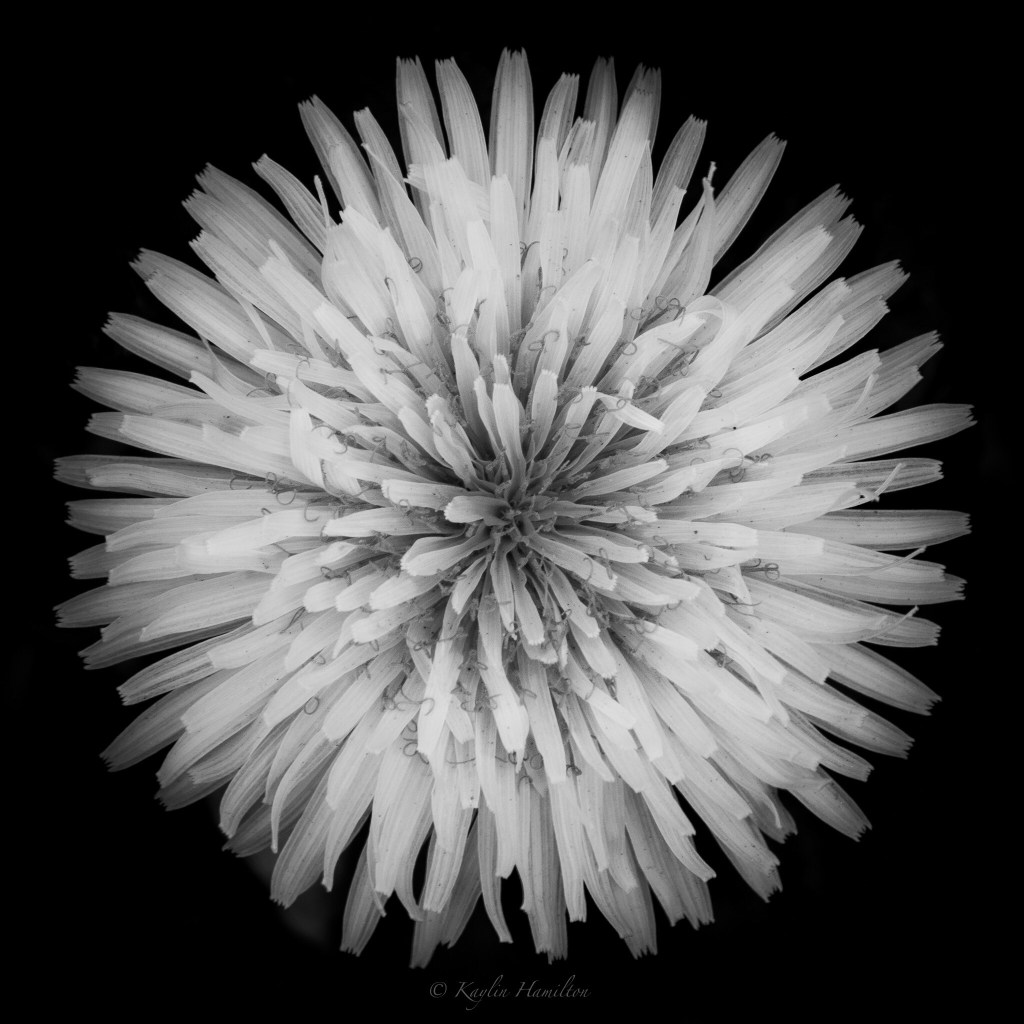 #26 Dandelion