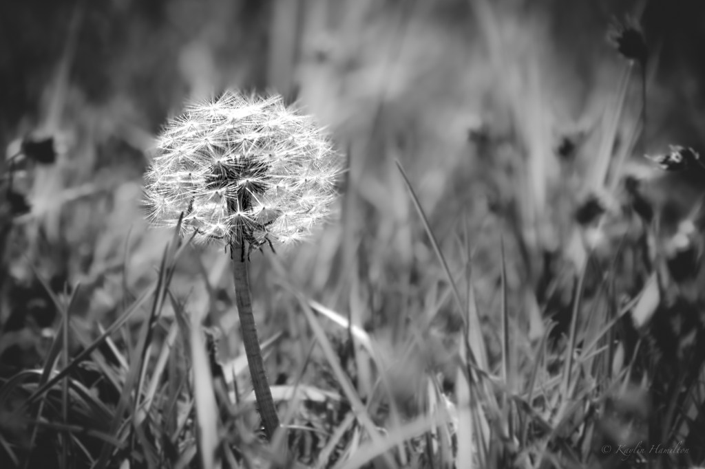 #33 Wish