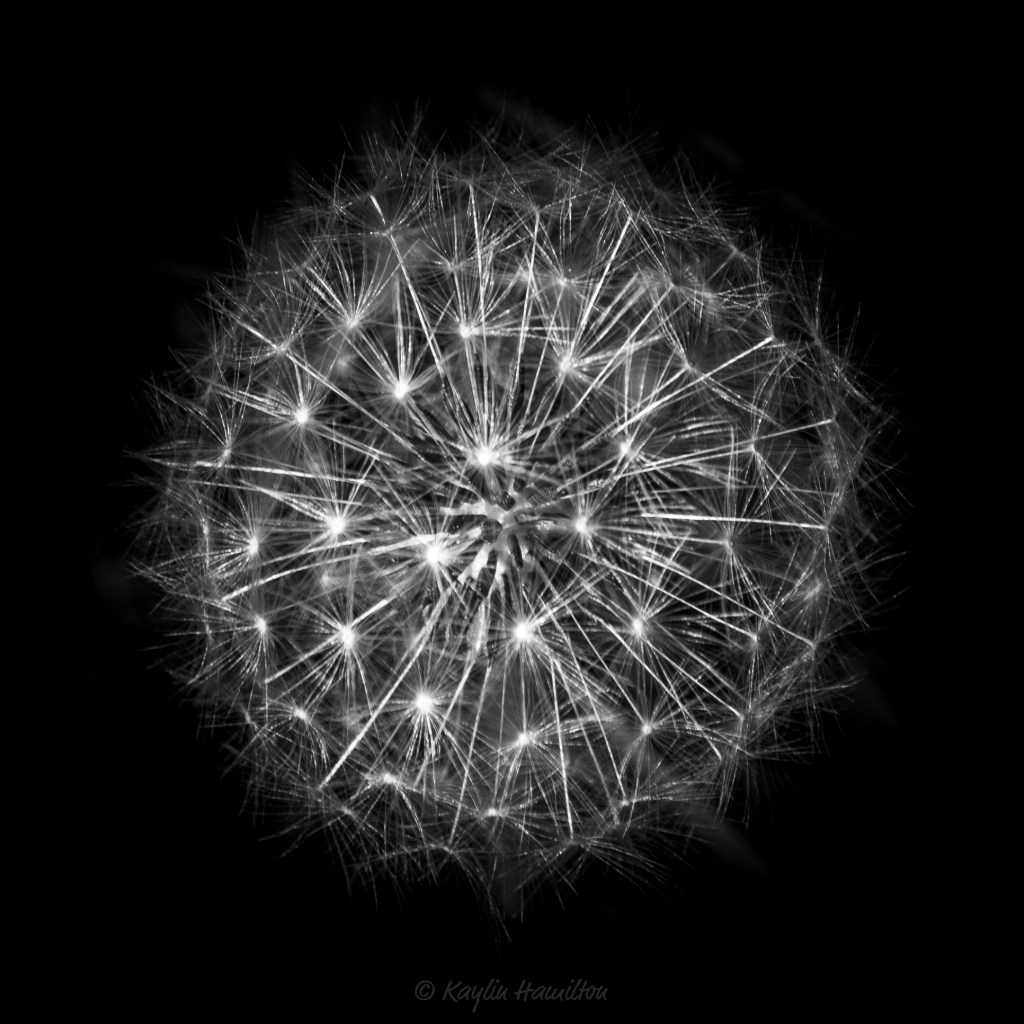 #28 Dandelion II