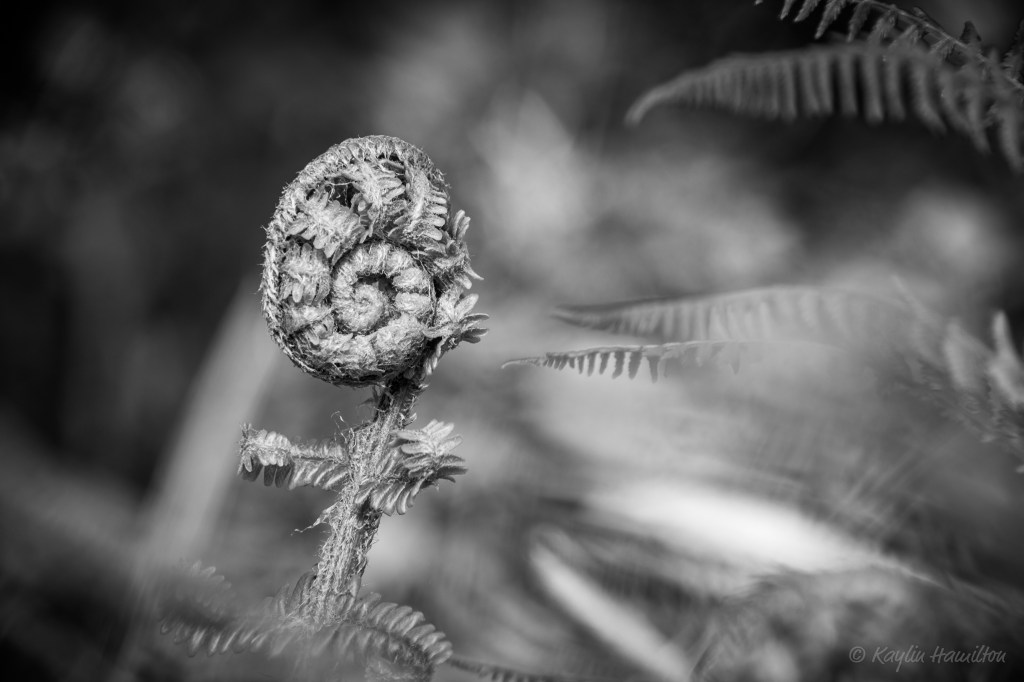 #33 Unfurling Fern