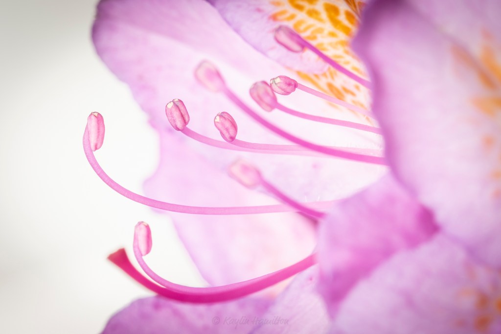 #39 Rhododendron