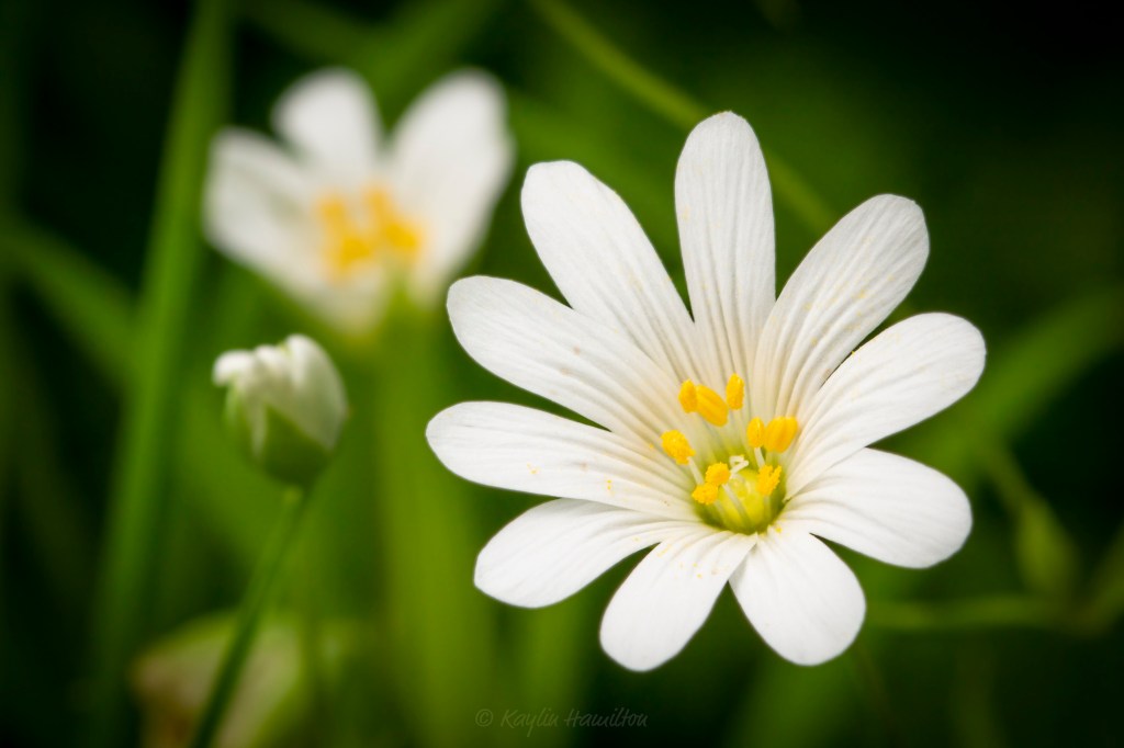 #40 Stitchwort