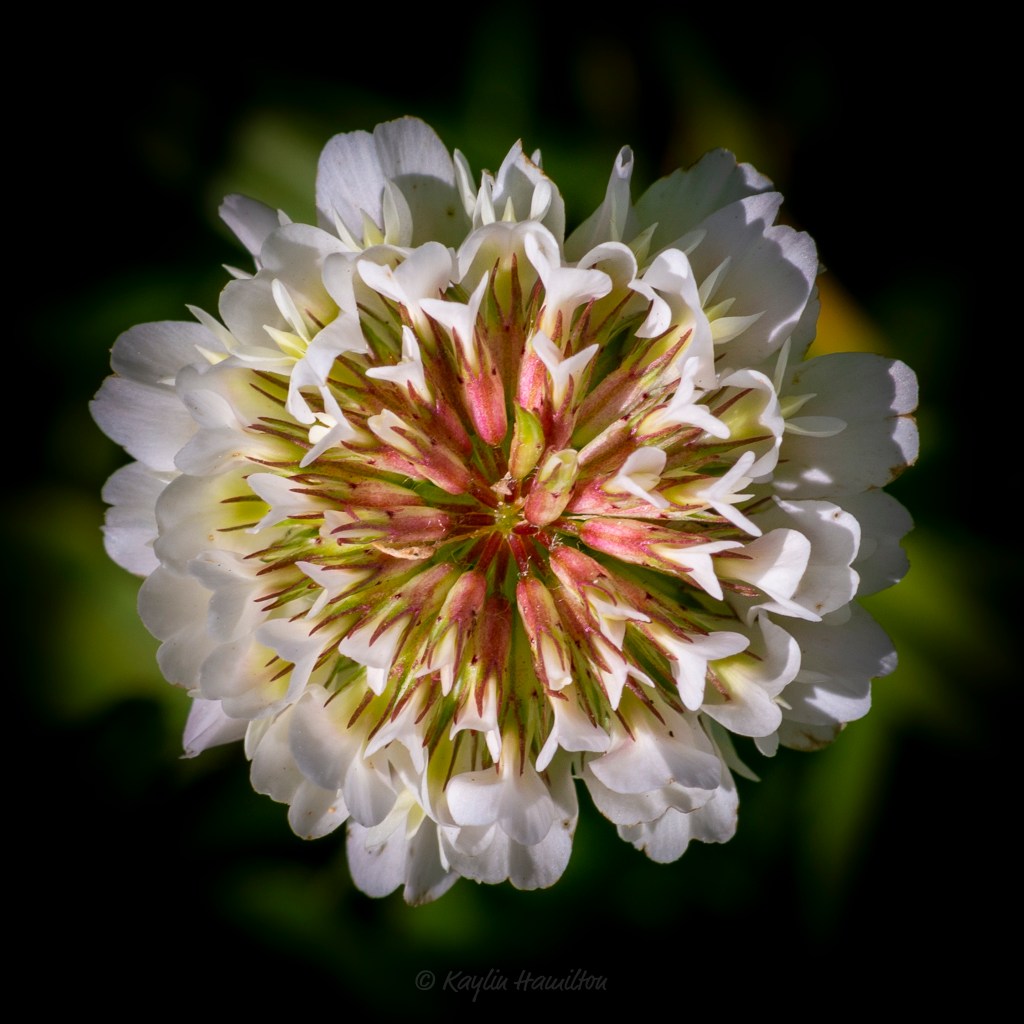 #51 White Clover&nbsp;II