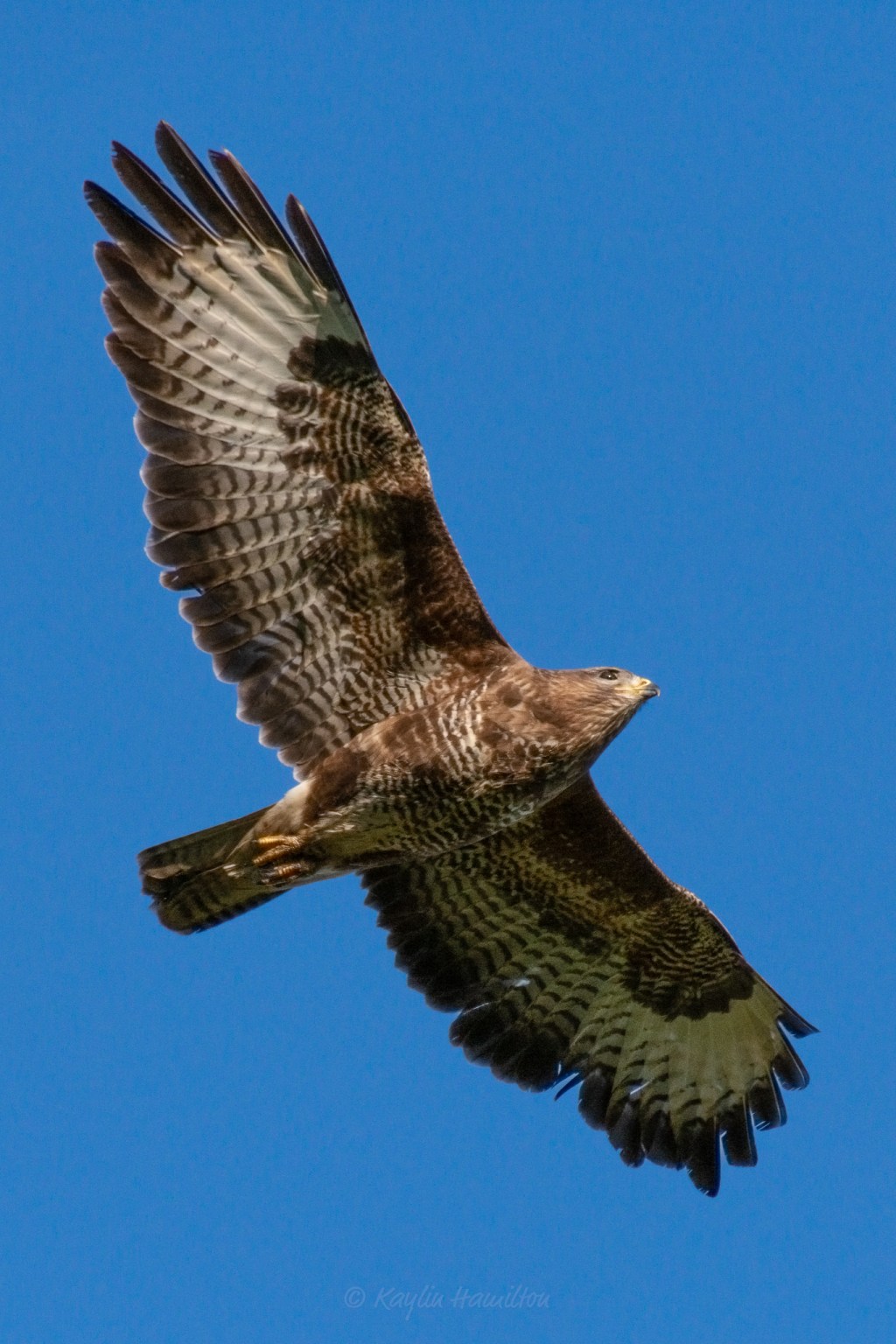 #45 Buzzard!