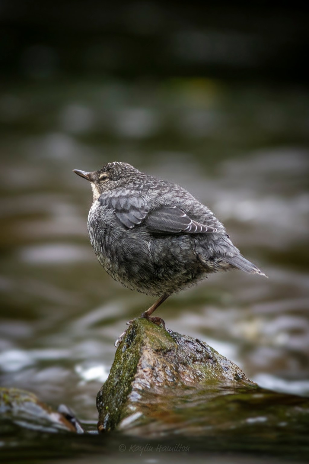 #53 Fledgeling Dipper