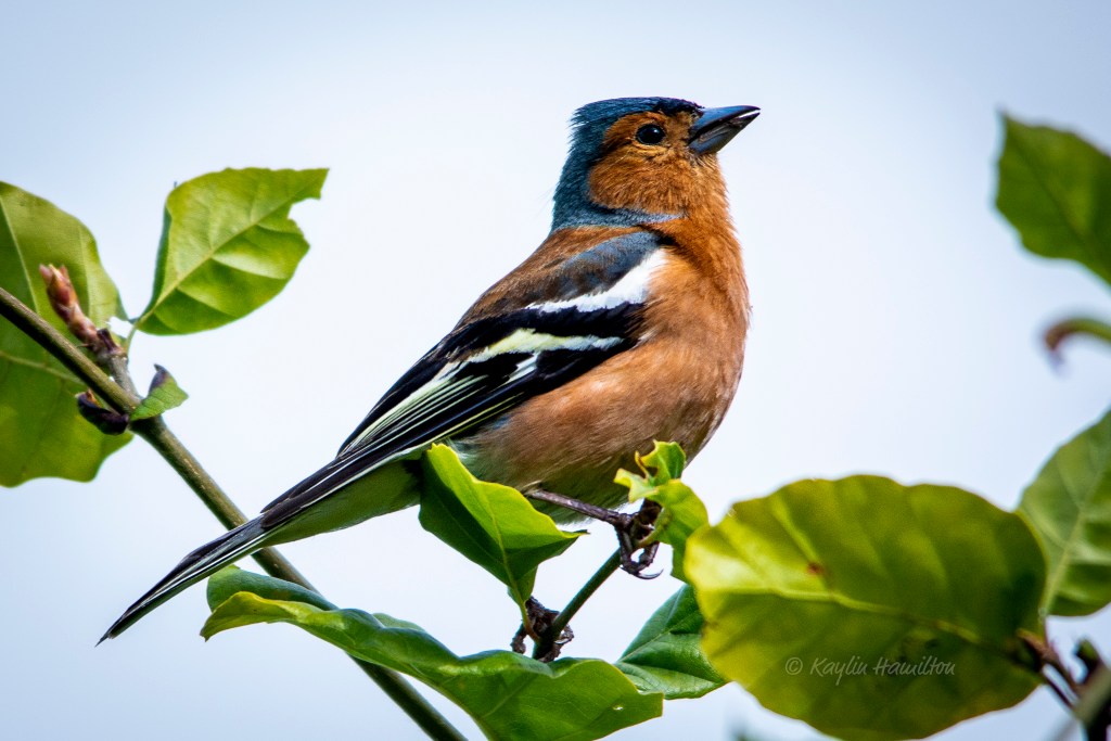 #57 Cheeky Chaffinch