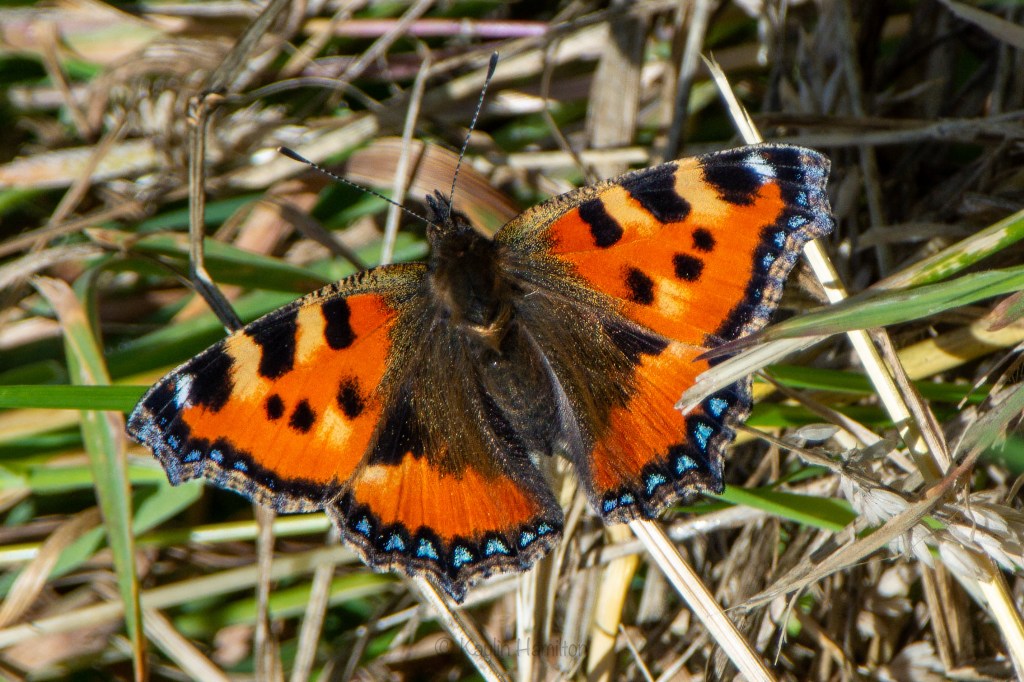 #54 Little Tortoiseshell