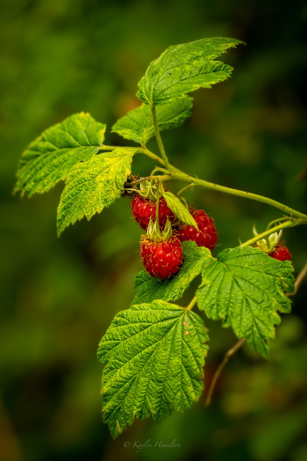 #55 Wild Raspberries