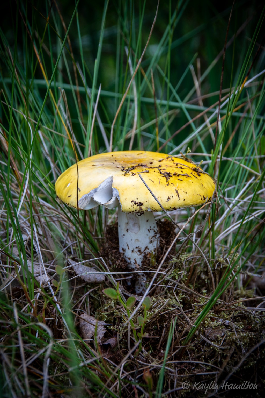 #58 Jewelled Amanita