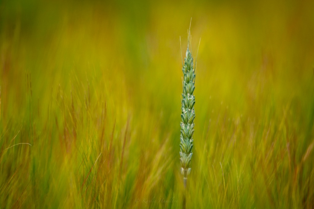 #64 Wheatgrass