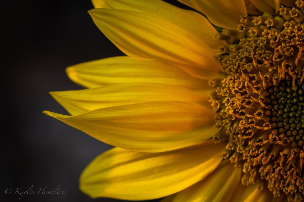 #62 Sunflower