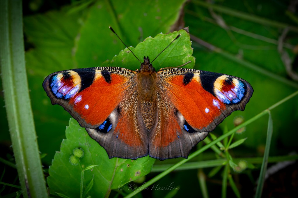 #61 Peacock Butterfly