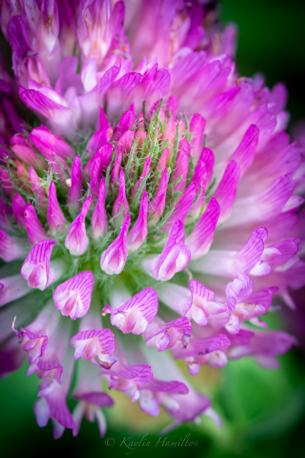 #59 Red Clover