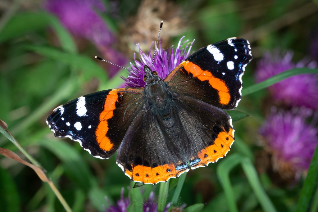 #66 Red Admiral&nbsp;II