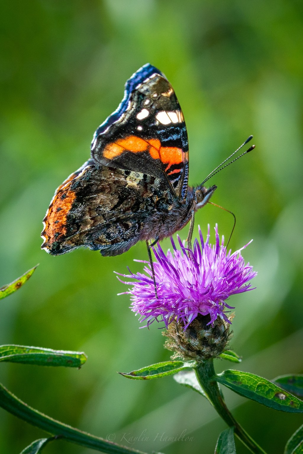 #65 Red Admiral