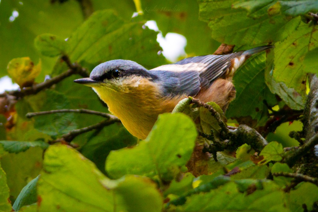 #68 Nuthatch
