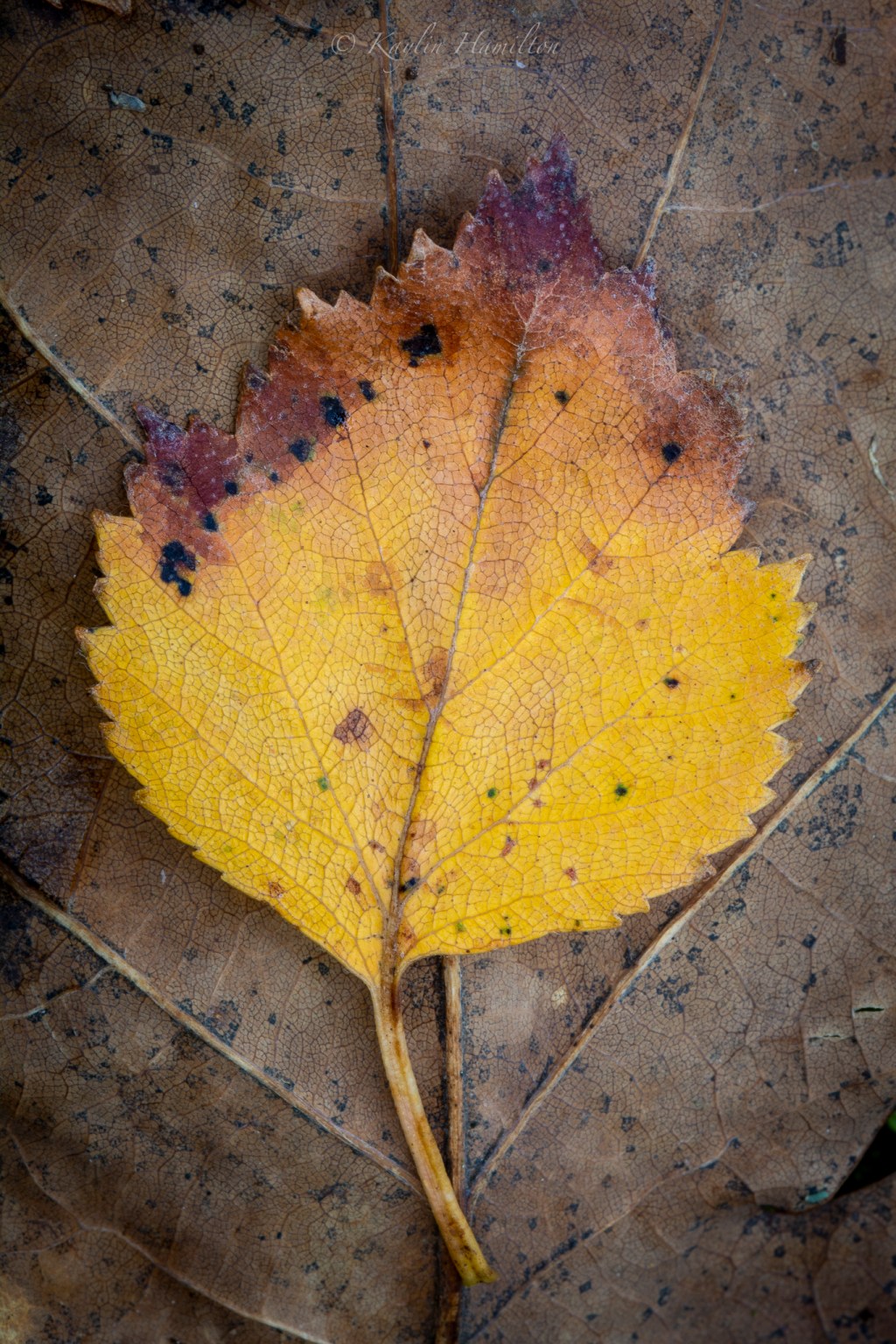 #73 Birch on&nbsp;Oak