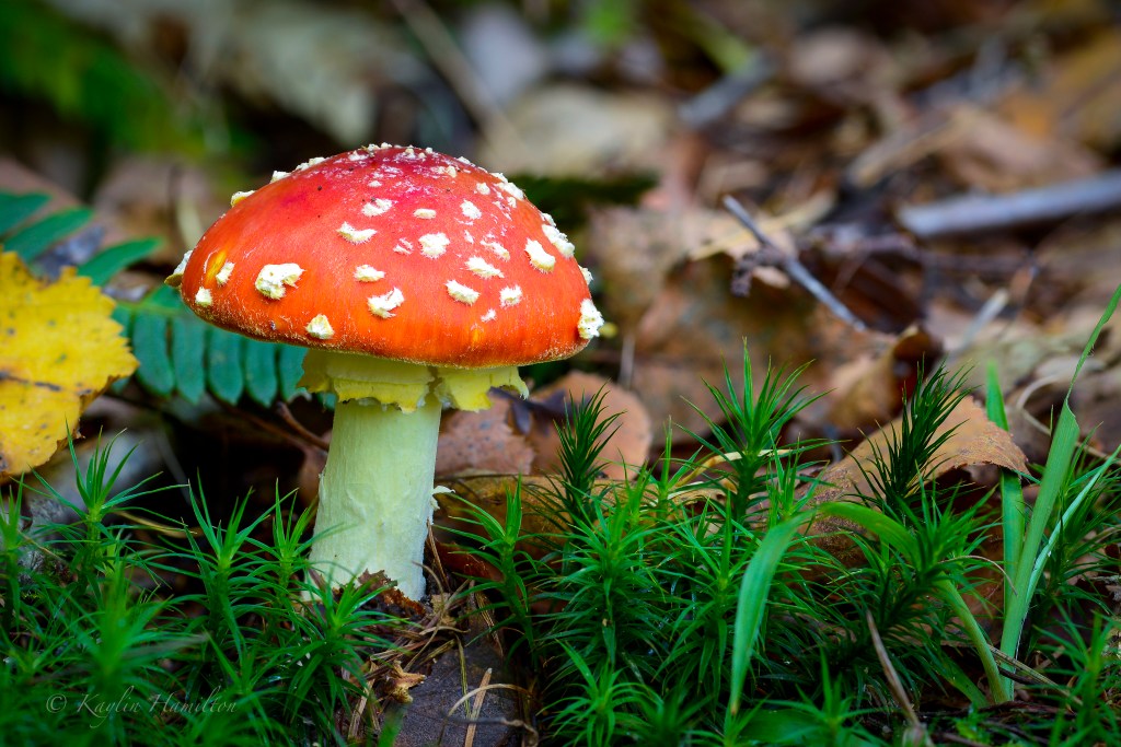 #69 Fly Agaric