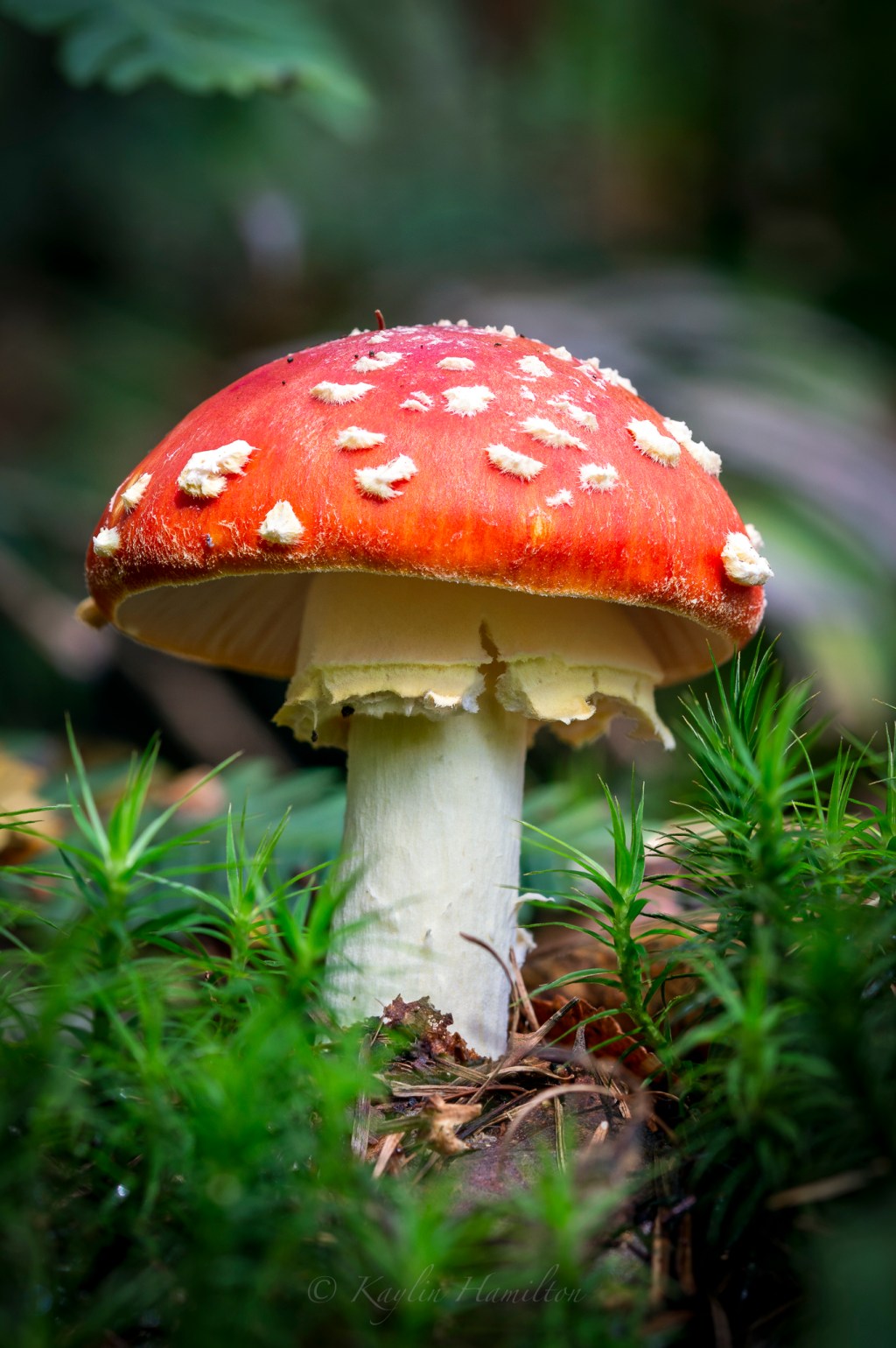 #70 Fly Agaric&nbsp;II