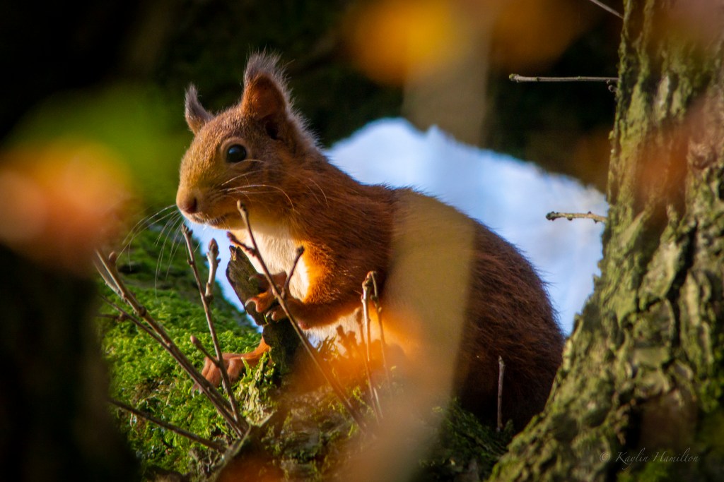 #76 Red Squirrel