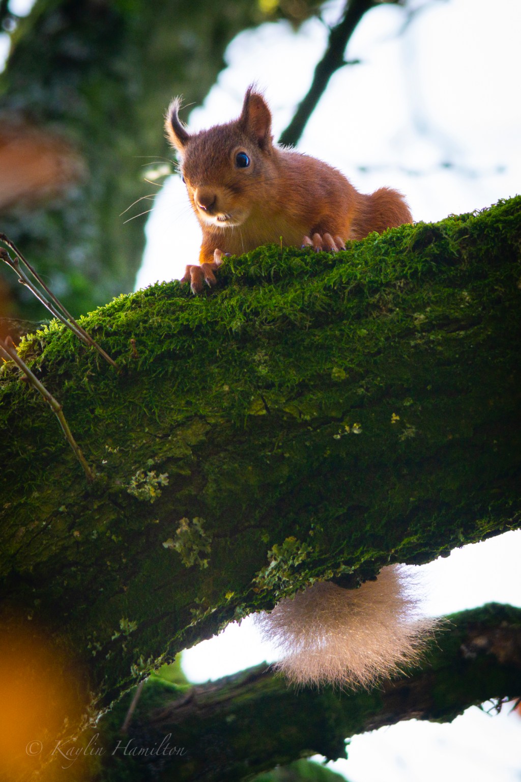 #77 Red Squirrel&nbsp;II