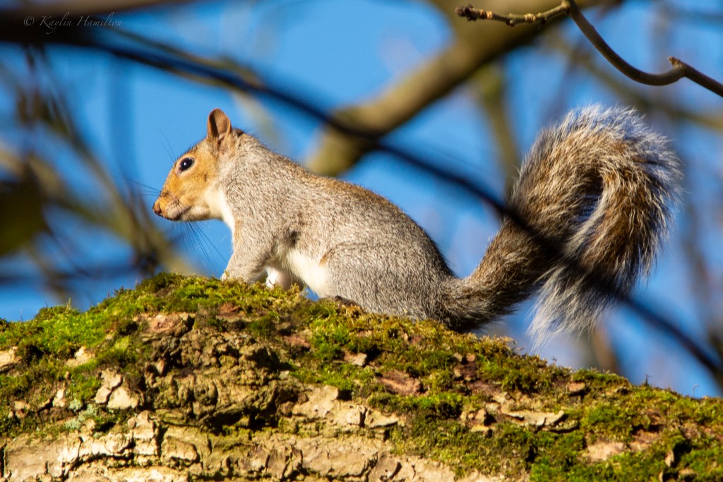 #78 Grey Squirrel