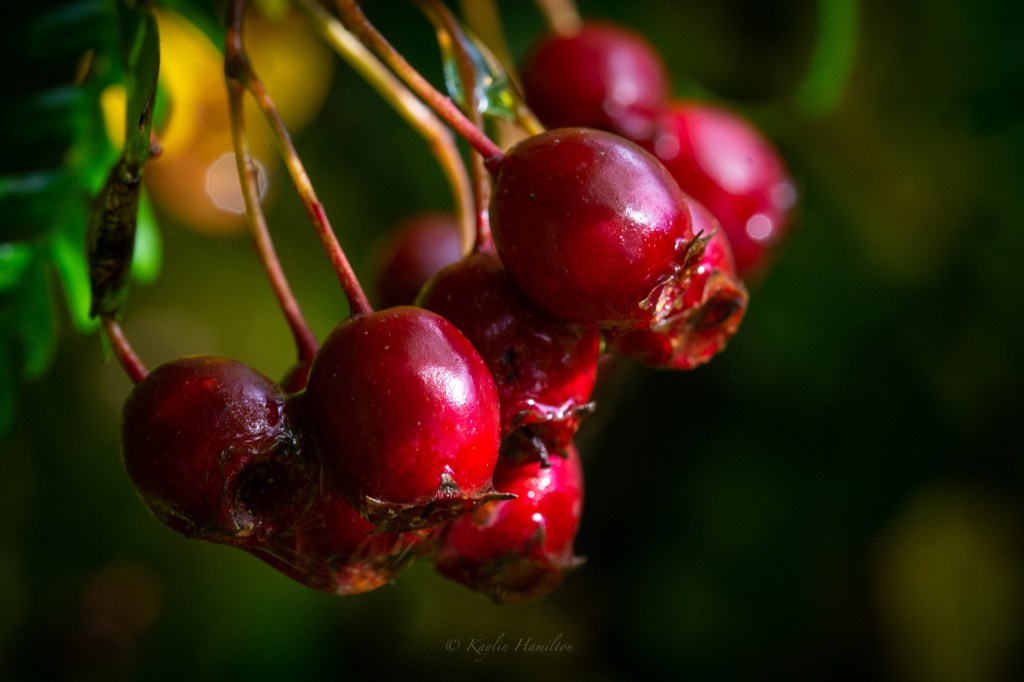 #75 Haws
