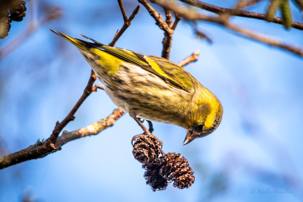#79 Siskin