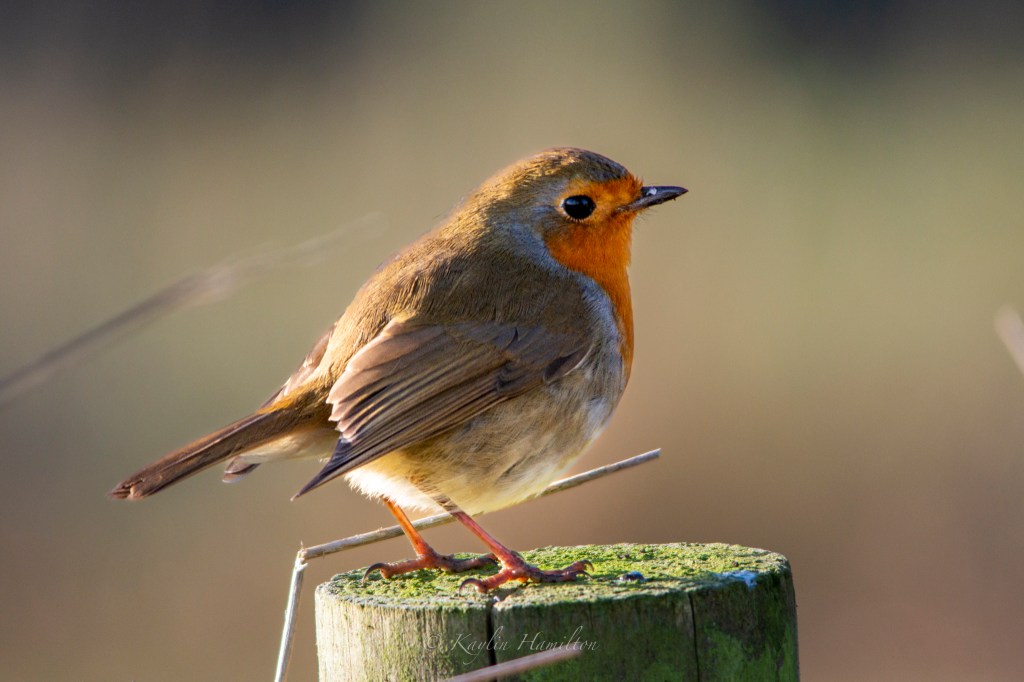 #81 Robin