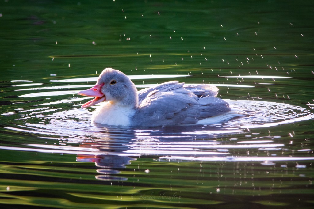 #80 Muscovy Duck