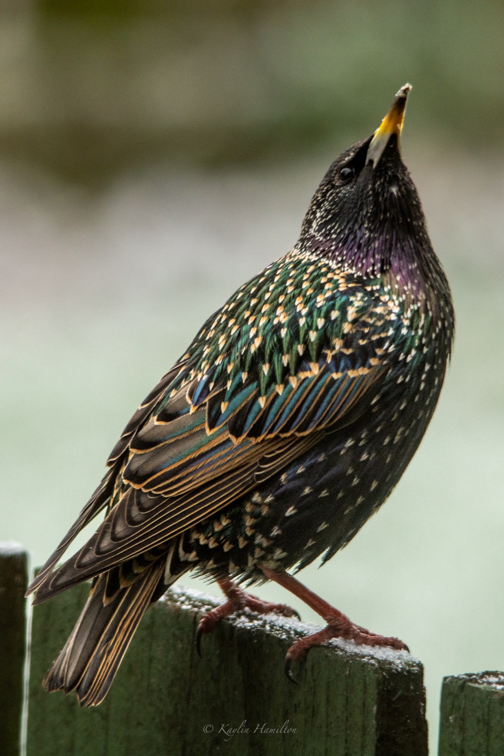#87 Starling