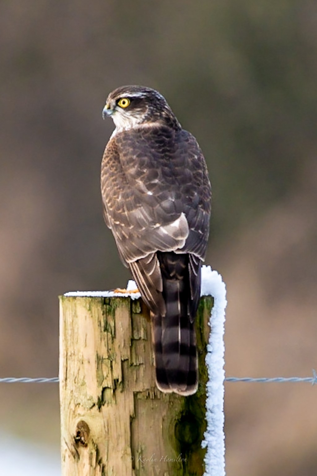#85 Sparrowhawk
