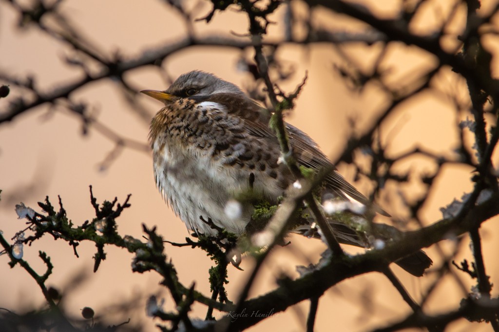 #83 Fieldfare