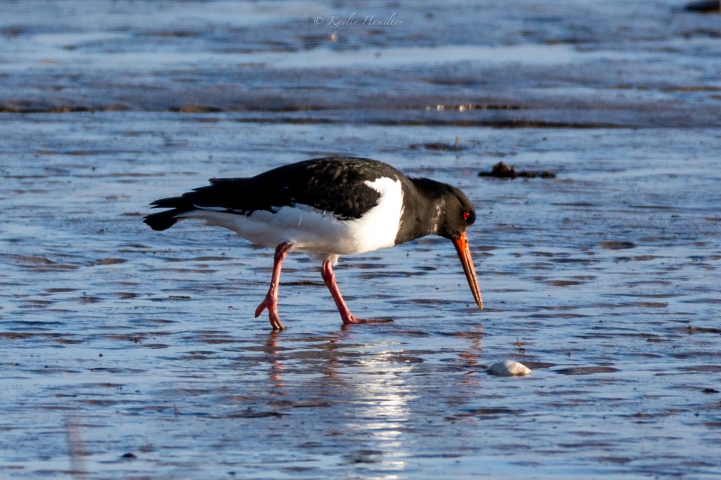 #84 Oyster Catcher