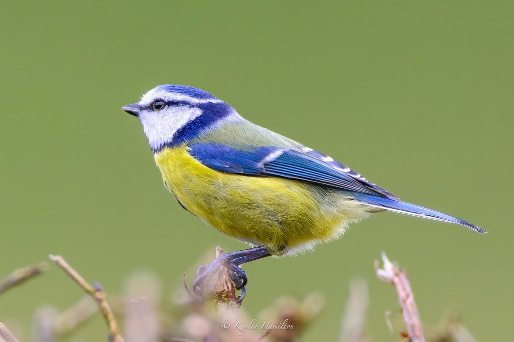 #93 Blue Tit&nbsp;II