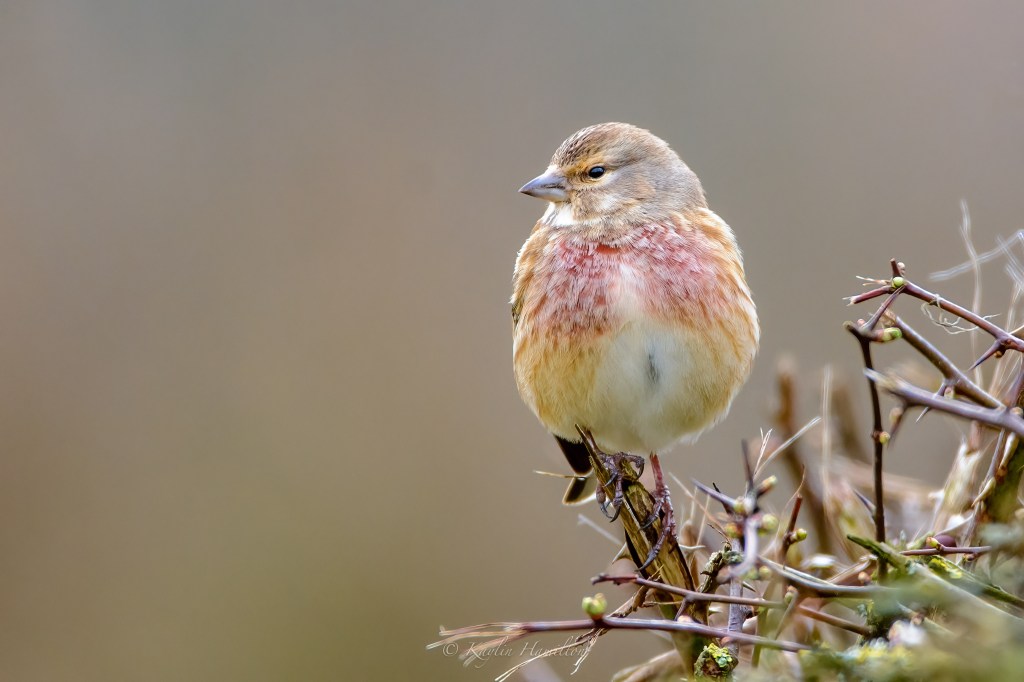 #101 Male Linnet