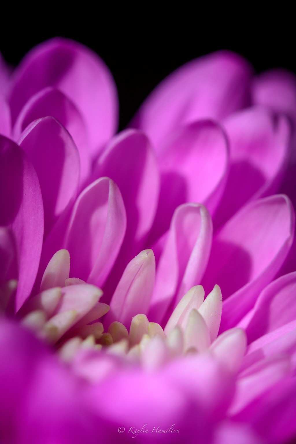 #99 Pink Chrysanthemum