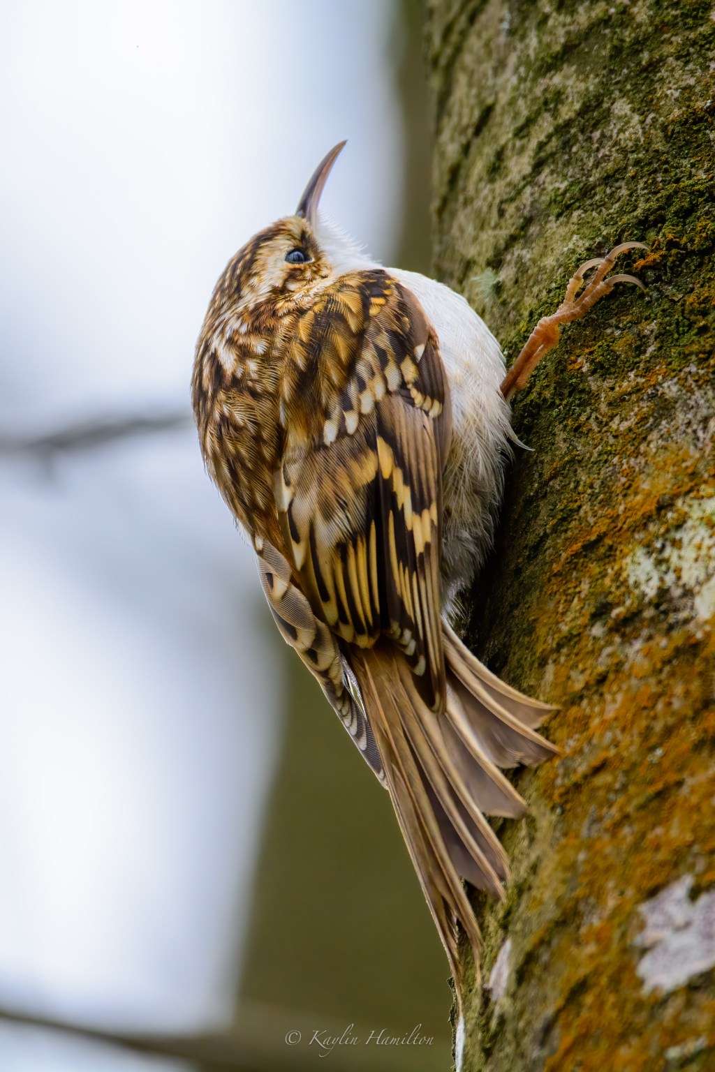 #103 Tree Creeper