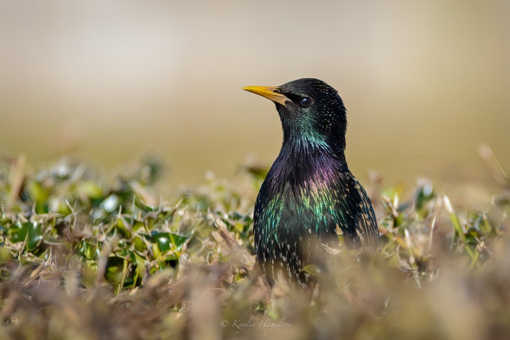 #104 Cheeky Starling
