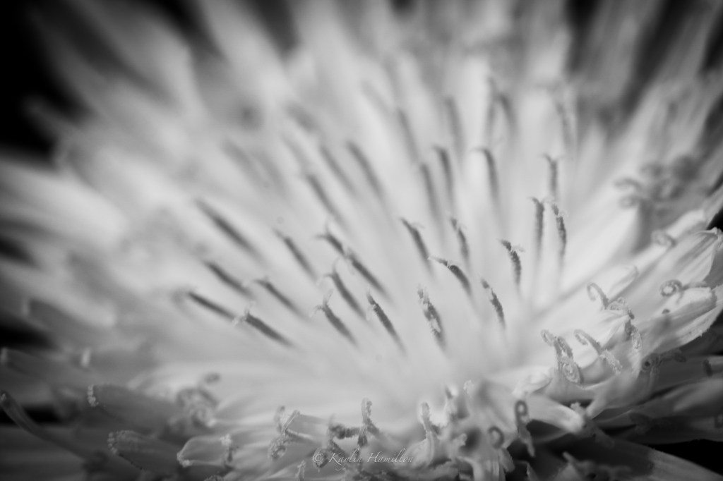 #110 Dandelion (Abstract)