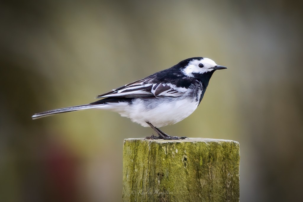 #111 Pied Wagtail