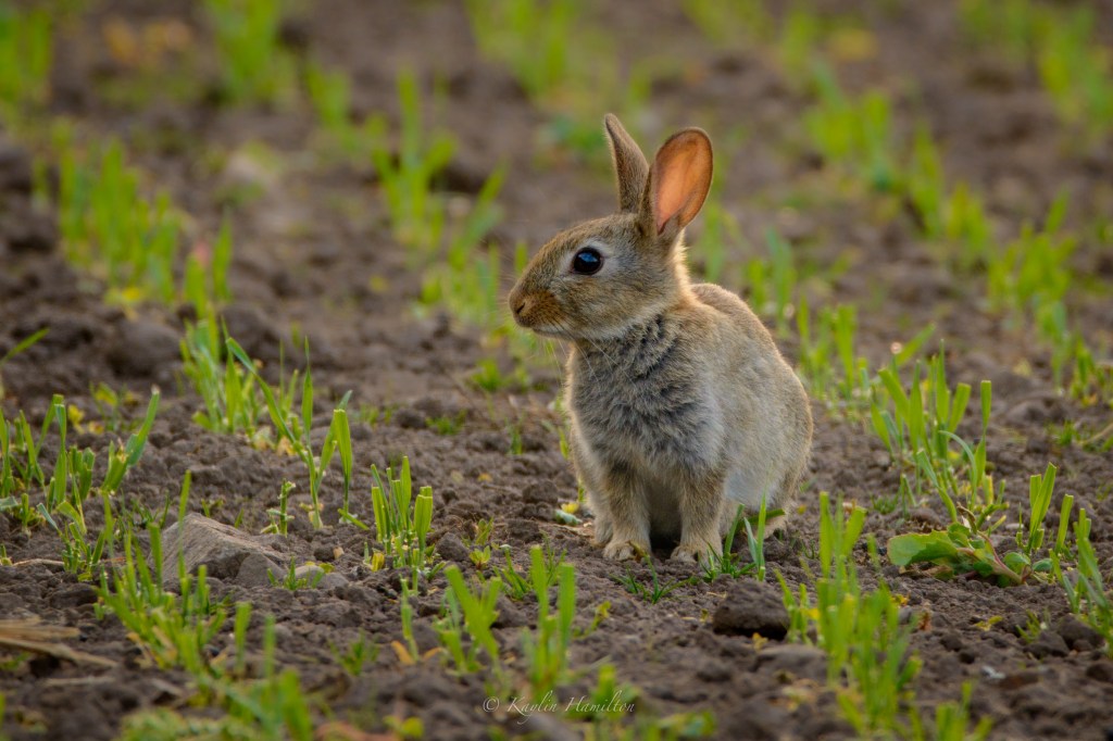 Baby Rabbit (Kitten)