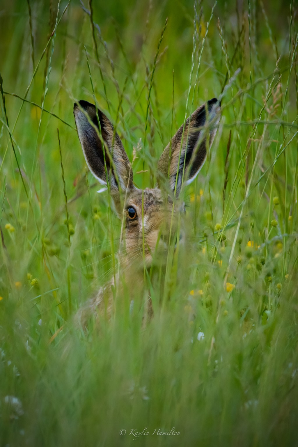 #125 Hare